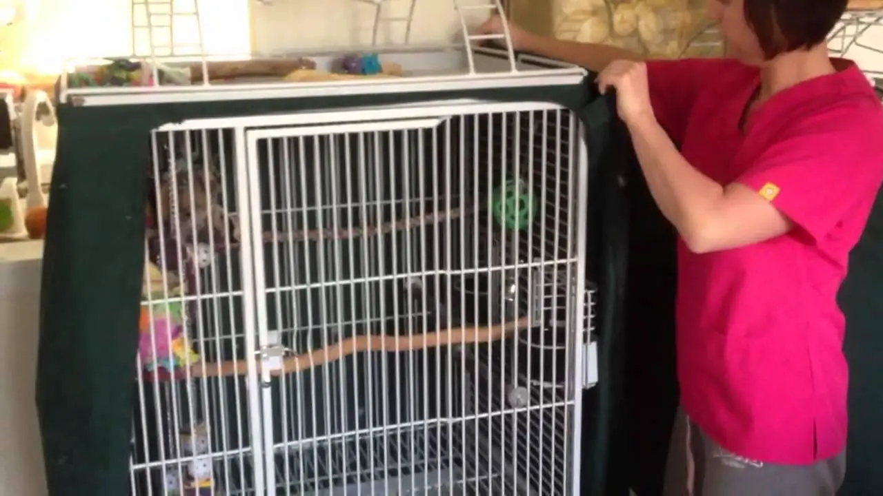 Bird Keeping Guide Should You Cover a Bird Cage at Night Birds Coo