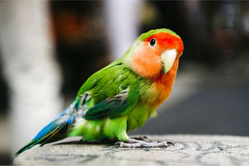 Peachfaced Lovebird Parrot Care Sheet Birds Coo