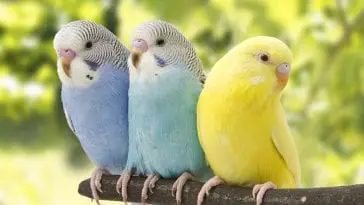 5 Talking Birds Best to Have as Pets