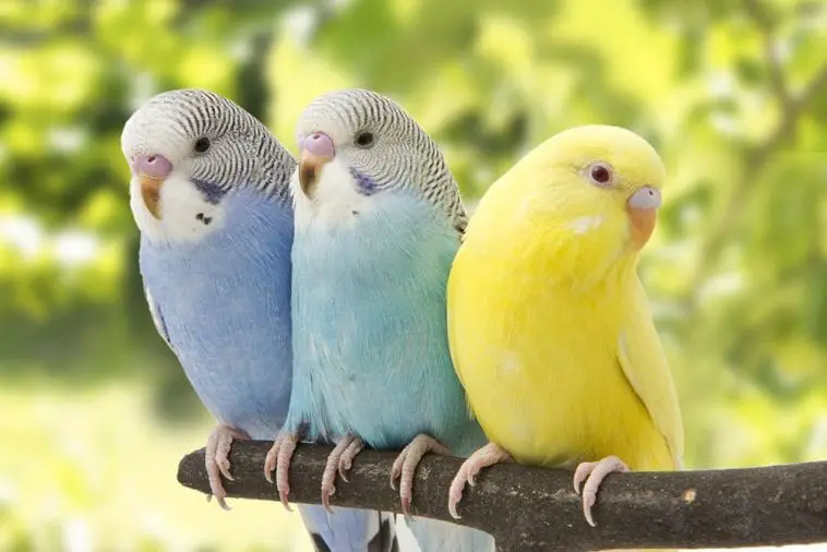 5 Talking Birds Best to Have as Pets