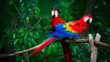 Complete A to Z List of All Types of Parrots
