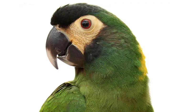 Bird's Beak Care 101: How to Groom Your Bird Using Parrot Beak Trimming Toys