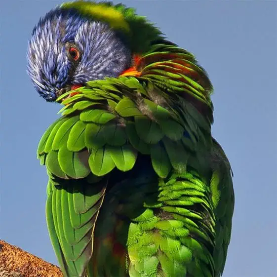 7 Reasons Why Your Pet Birds Preen Birds Coo