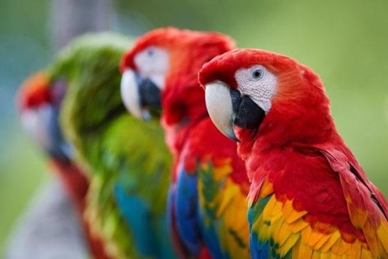 8-reasons-that-explain-why-macaws-are-blushing-birds-coo