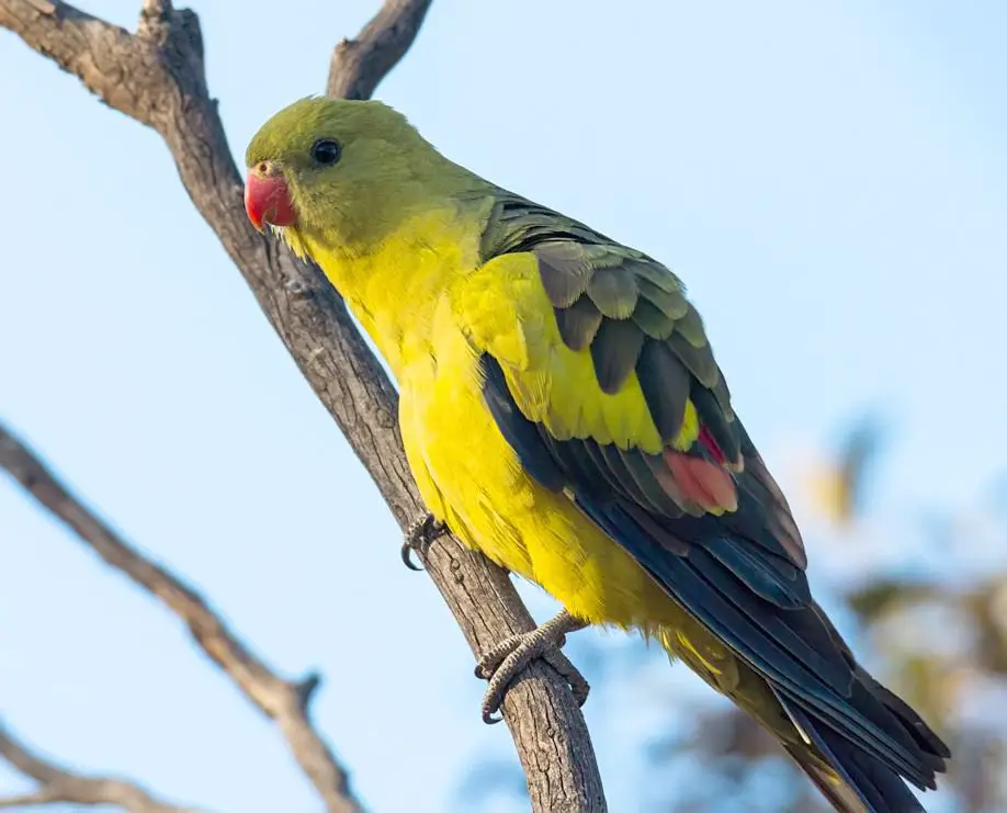 Regent Parrot Care Sheet | Birds Coo