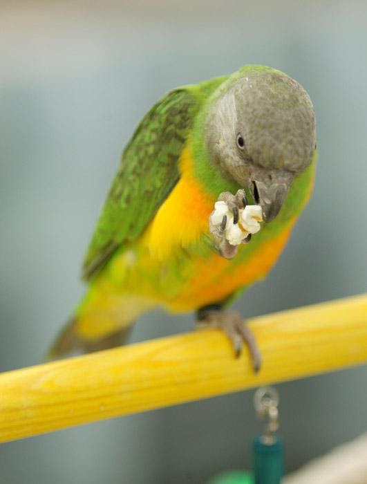 10 Rewarding Treats for Your Birds When Training