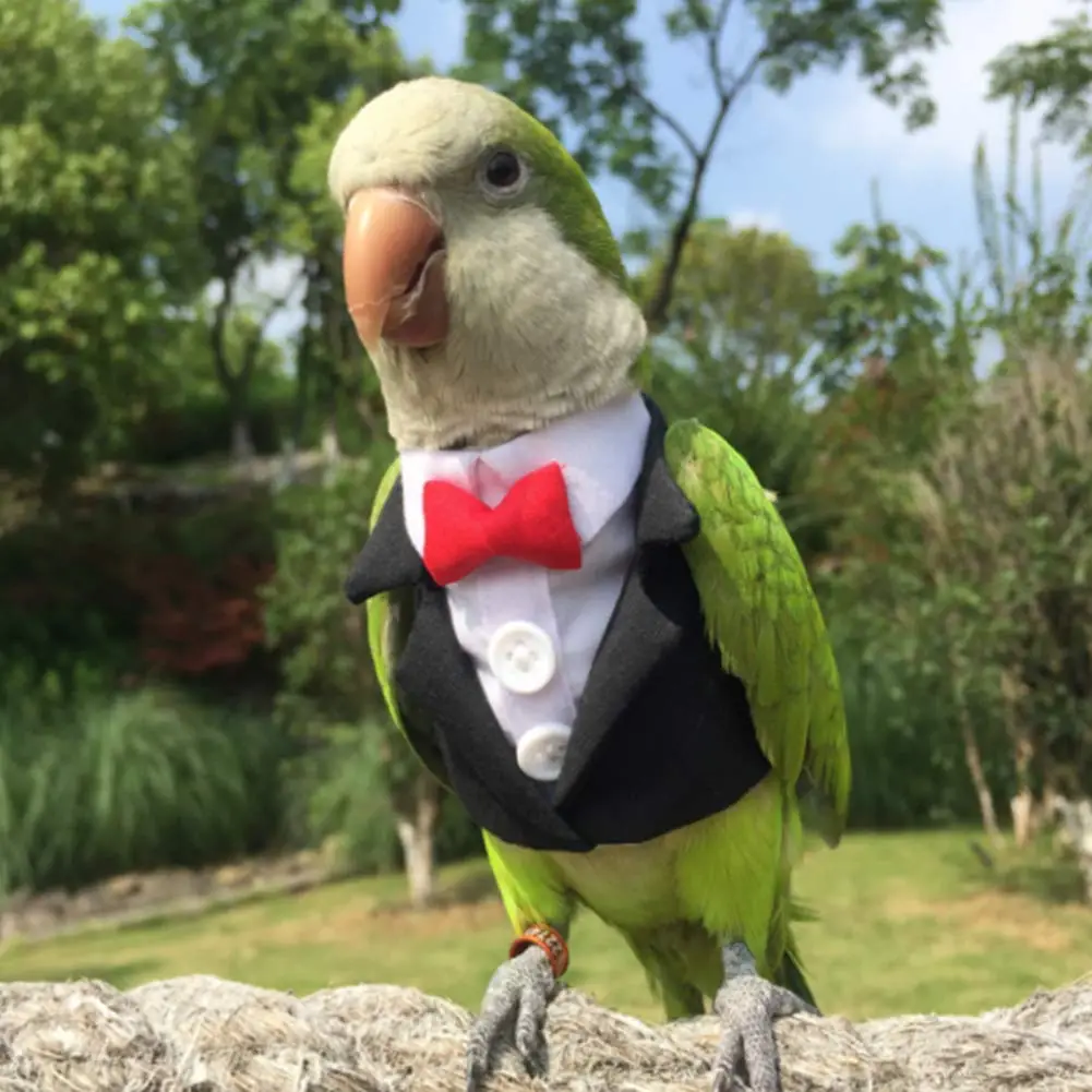 10 Amazing Halloween Costumes For Your Birds Birds Coo.