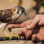 Bird Senses Bird Keepers Should Be Aware Of