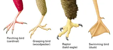 Anatomy of Parrot's Feet and Its Functionality | Birds Coo