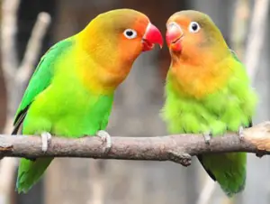 Peach-faced Lovebird Parrot Care Sheet | Birds Coo