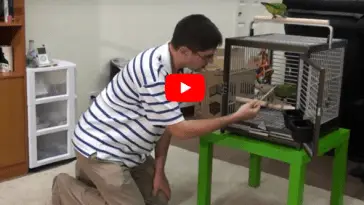 Getting Your Parrot Into an African Grey Travel Cage