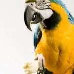 Calcium for Birds: Keeping Your Parrots Safe from Calcium Deficiency