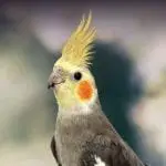 Cockatiel Bar Spacing Tips: Building a Great Habitat for Your Bird
