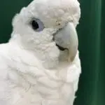 Cockatoo Body Language