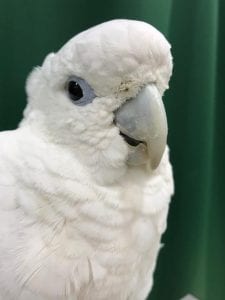 Cockatoo Body Language