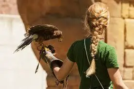 Comprehensive Guide on How to Become a Falconer