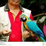 Guide to Holding a Parrot in the Most Proper Way