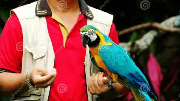Guide to Holding a Parrot in the Most Proper Way