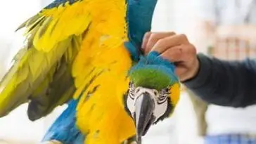 Expert Tips For a Successful Macaw Training