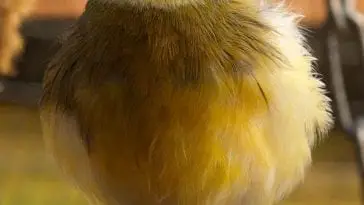 Canary Molting and Not Singing: Should I Be Worried?