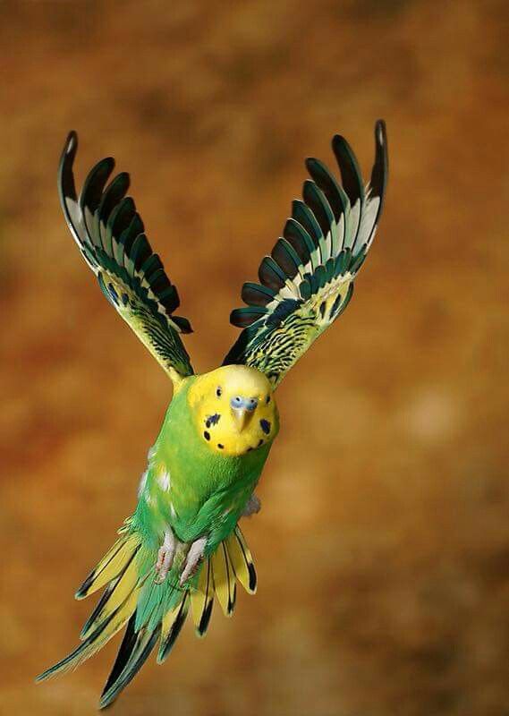 Can Parakeets Fly Fast: Parakeet's Fun Fly Facts
