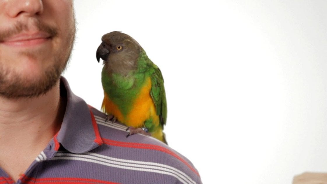 Parrot Training. Parrot Trainer. Актёр изображает попугая. Как приучить птичку.