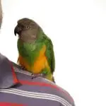 Easy and Effective Ways on How to Get a Parrot to Trust You