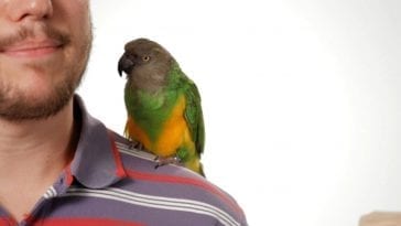 Easy and Effective Ways on How to Get a Parrot to Trust You