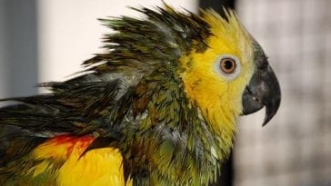 Dealing with Parrot Molting Process in the Most Comfortable Way