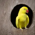 How to Build Your Own Parrot Nestbox