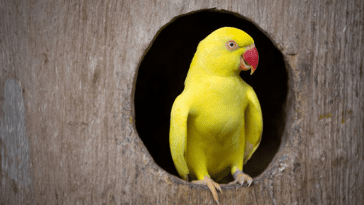 How to Build Your Own Parrot Nestbox