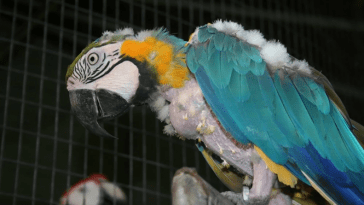 How Owners Should Deal with Parrot Self Mutilation