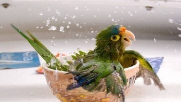 Choosing the Perfect Parrot Shampoo for Your Pet