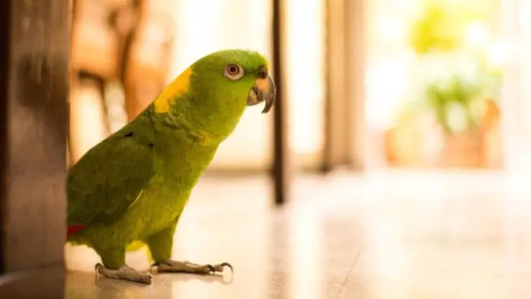 Cool Parrots: Summer Survival Tips for Your Pets