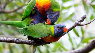 How Do Parrots Mate: Avian Sexual Reproduction Guide