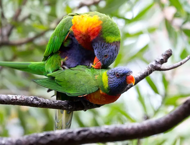 How Do Parrots Mate: Avian Sexual Reproduction Guide