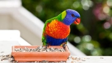 Finding The Right Parrot Seeds to Feed Your Pet