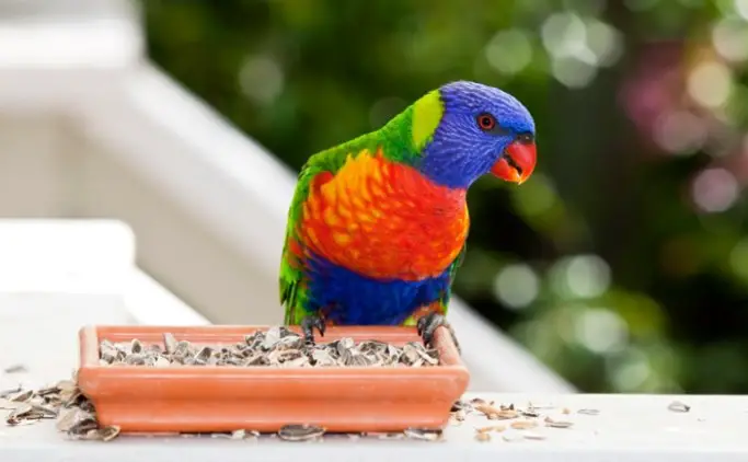 Finding The Right Parrot Seeds to Feed Your Pet