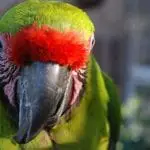 How to Correct Your Scissor Beak Parrot
