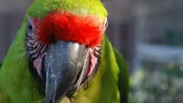 How to Correct Your Scissor Beak Parrot