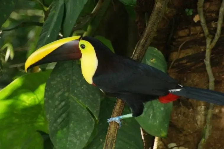 Get To Know More About Your Sleeping Swainson's Toucan