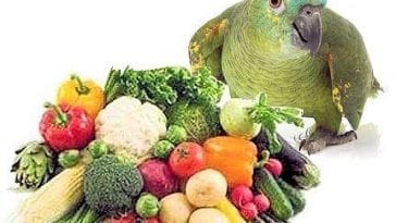 Essential Parrot Vitamins for a Healthier Bird