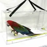 Choosing Between Wingabago and Crystal Flight for The Best Acrylic Bird Carrier