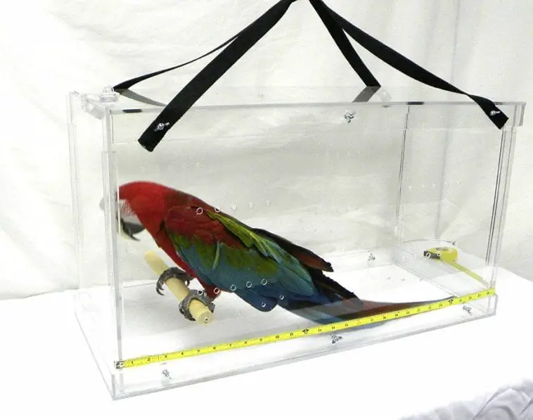 Choosing Between Wingabago and Crystal Flight for The Best Acrylic Bird Carrier