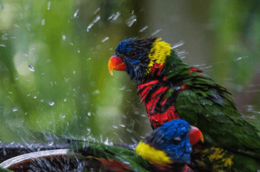 Dealing with Parrot Molting Process in the Most Comfortable Way | Birds Coo