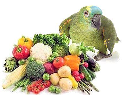 Essential Vitamins for Bird Feathers: Healthy Bird 101