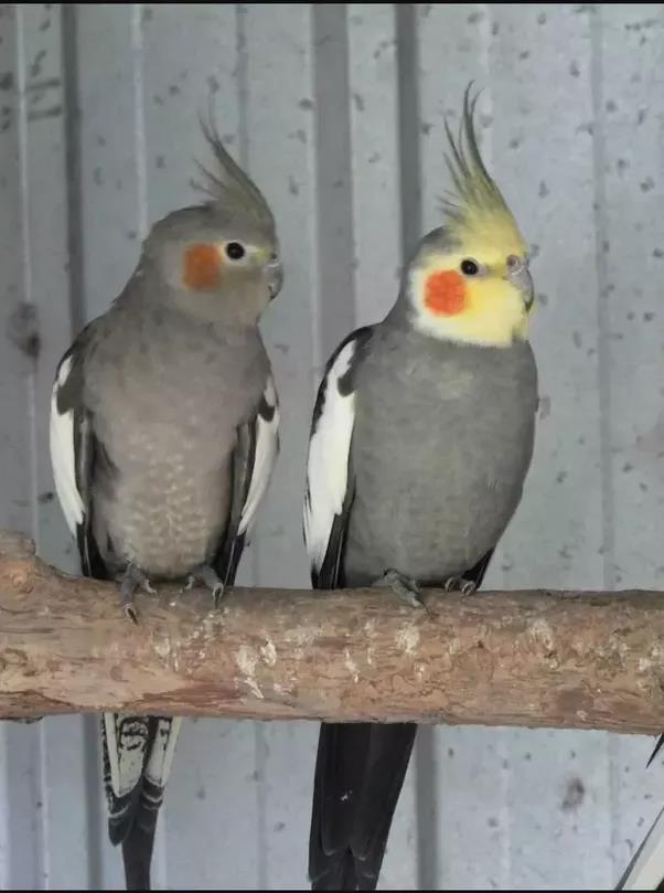 Sexing Cockatiels Things To Remember Birds Coo 6986