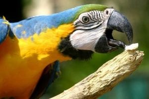 Parrot Tongue Anatomy: What It Looks Like | Birds Coo