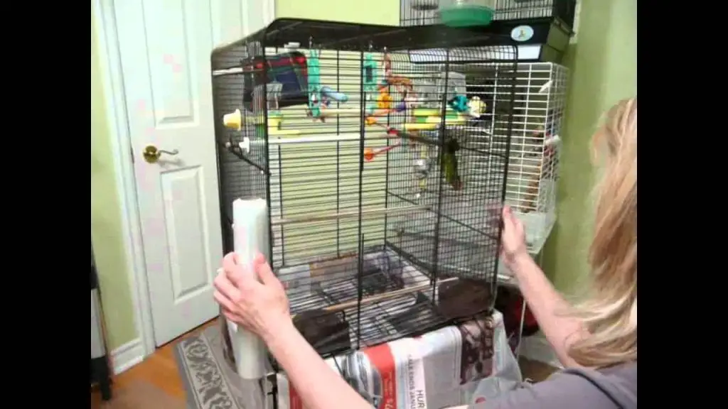 Simple Steps on How to Clean a Bird Cage Birds Coo