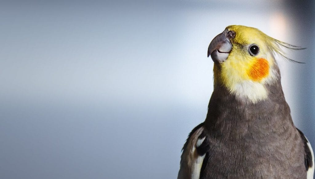 Top 10 Reasons Why You Need to Get Bird Insurance Birds Coo